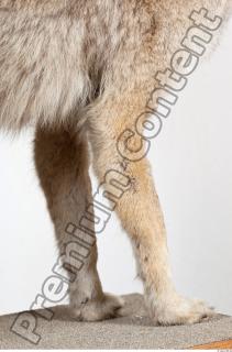 Wolf leg photo reference 0012